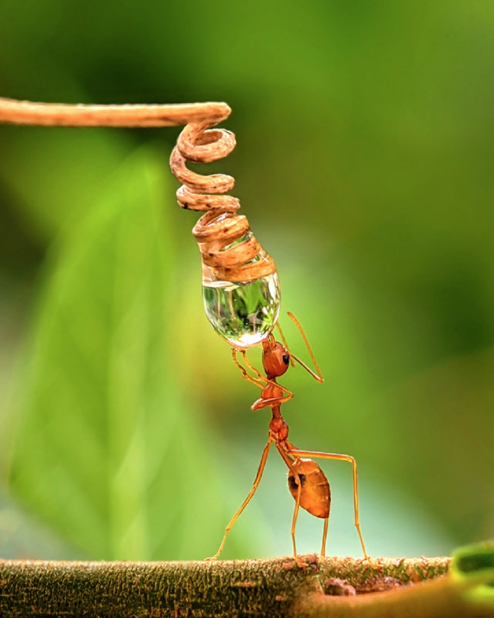 A Importância da Água na Vida das Formigas