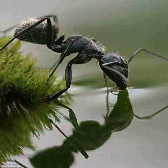 Como as Formigas Armazenam e Distribuem a Água