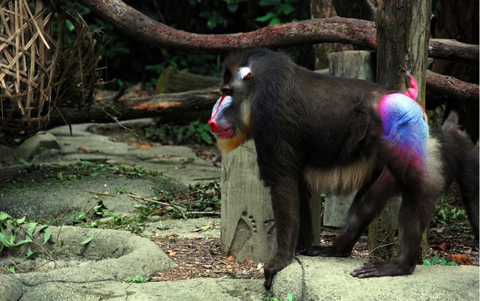 Saiba Mais Sobre as Características Especiais da Bunda Vermelha do Macaco-vermelho