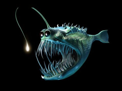 Conheça a Fascinante Criatura Marinha com Luz Própria