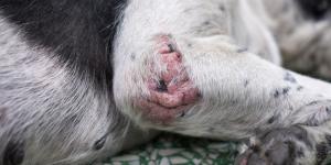 Quais São os Melhores Medicamentos para Alergias em Cães?